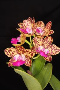 Cattleya Katherine Clarkson