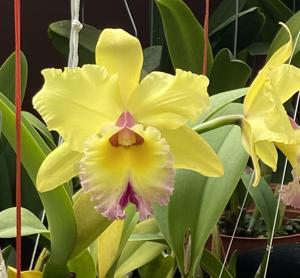 Rhyncholaeliocattleya Greg Uzar