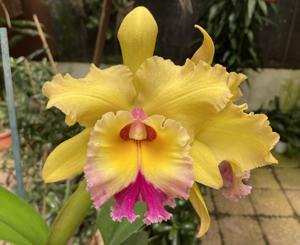 Rhyncholaeliocattleya Greg Uzar