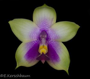 Phalaenopsis LD's Bear Queen