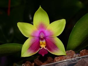 Phalaenopsis LD's Bear Queen