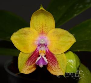 Phalaenopsis LD's Bear King