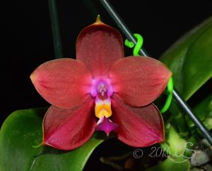 Phalaenopsis LD's Bear King