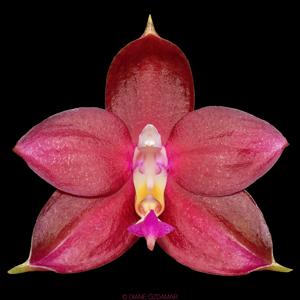 Phalaenopsis LD's Bear King