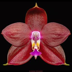 Phalaenopsis LD's Bear King