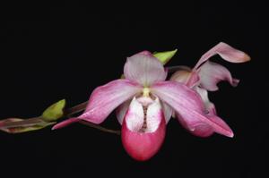 Phragmipedium Memoria Estelle Getty