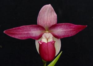 Phragmipedium Memoria Estelle Getty