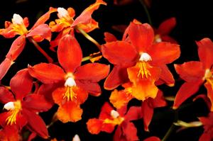 Oncidium California Cherub