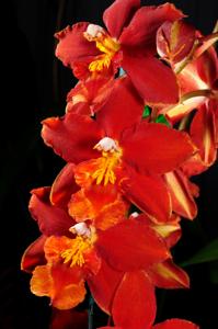 Oncidium California Cherub