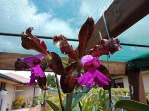 Cattleya Mareeba Tiger