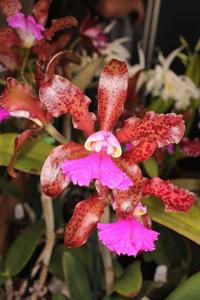 Cattleya Mareeba Tiger