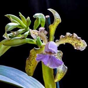 Cattleya Mareeba Tiger