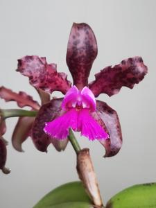 Cattleya Mareeba Tiger