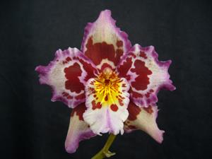 <i>Oncidium</i> Teipels Findavranch