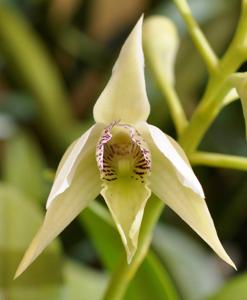 Dendrobium Nancy Fairfax