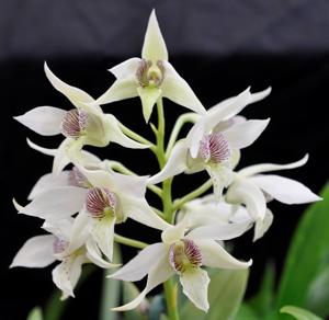 Dendrobium Nancy Fairfax