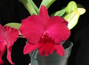 Rhyncholaeliocattleya Lebenkreis