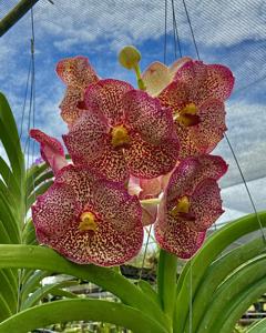 Vanda Goodwin's Blue