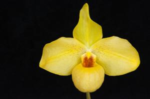 Paphiopedilum Golden Palace