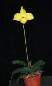 Paphiopedilum Golden Palace