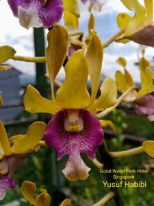 Dendrobium Goodwood Park Hotel Singapore