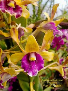 Dendrobium Goodwood Park Hotel Singapore