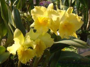 Rhyncholaeliocattleya Sarah Rife