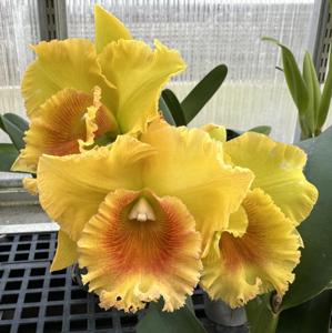 Rhyncholaeliocattleya Sarah Rife