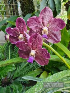 Papilionanda Corneels Cilliers
