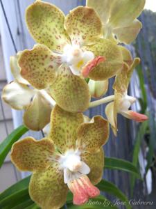 Vanda Xena