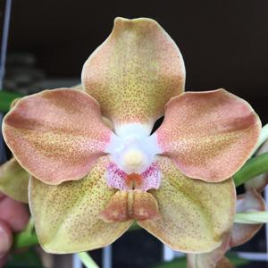 Vanda Xena