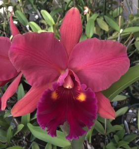 Rhyncholaeliocattleya NSA Linda Dona