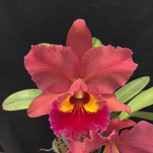 Rhyncholaeliocattleya NSA Linda Dona