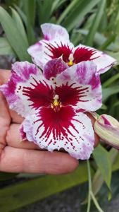 Miltoniopsis Rubaiyat