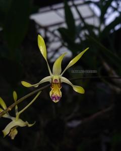 Dendrobium Bali Apple