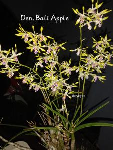 Dendrobium Bali Apple