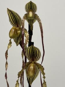 Paphiopedilum Pulvermülhe