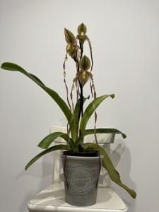 Paphiopedilum Pulvermülhe