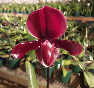 Paphiopedilum Krull's Worthy Web