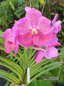 Vanda Srakaew