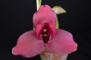 Lycaste Abou Sunset