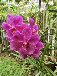 Papilionanda Chao Praya Sunshine