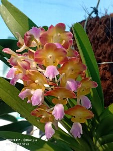 Perreiraara Bangkok Sunset