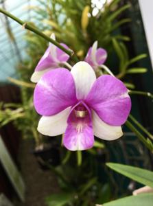 Dendrobium Always a Lady