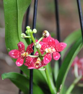 Sarcochilus Bonanza