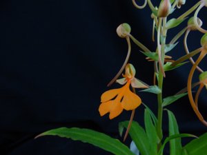 Habenaria Tanager