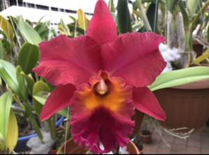 Rhyncholaeliocattleya Theresa Hill