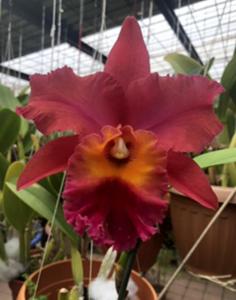 Rhyncholaeliocattleya Theresa Hill