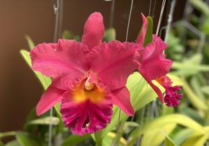 Rhyncholaeliocattleya Theresa Hill