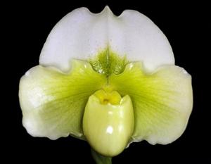 Paphiopedilum Lady Rivendell